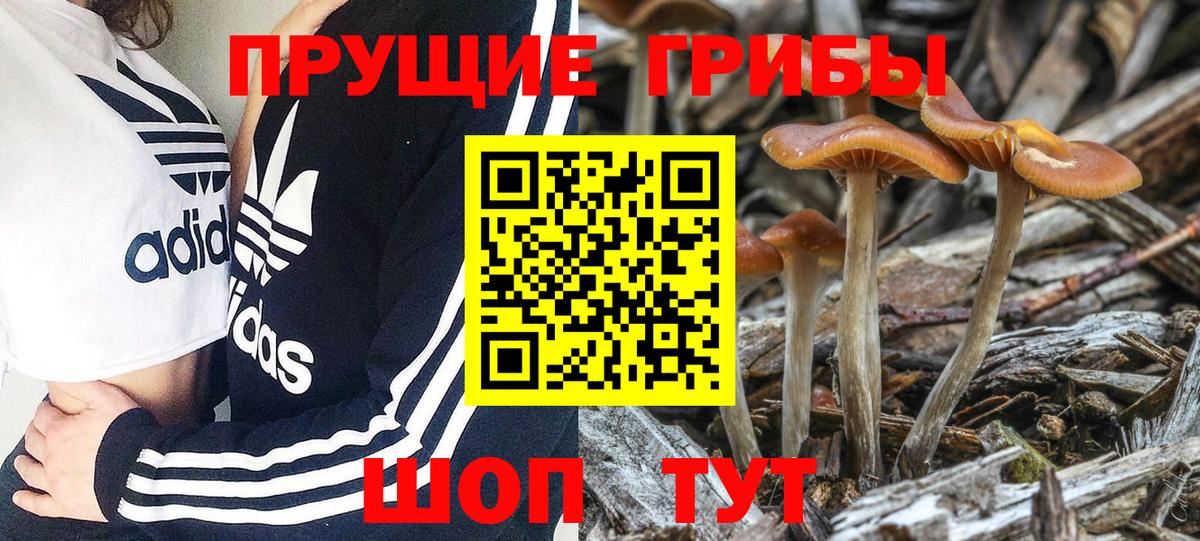 Псилоцибиновые грибы прущие грибы  Вход с VPN  Родники  Псилоцибиновые грибы мицелий 